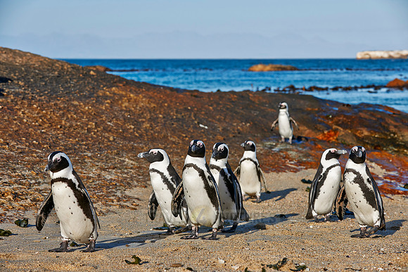 African Penguin