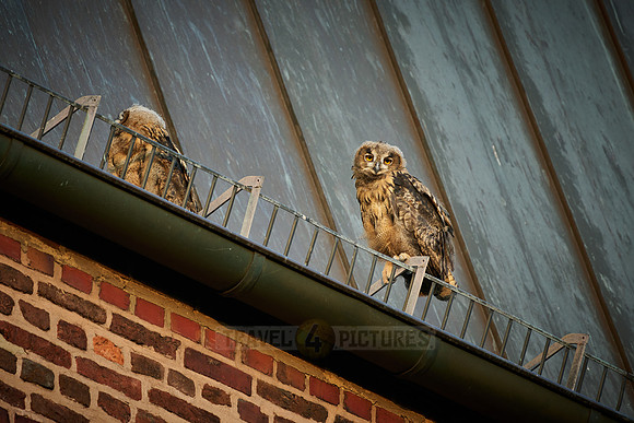 Eurasian eagle-owl (Bubo bubo), two fledglings on a roof