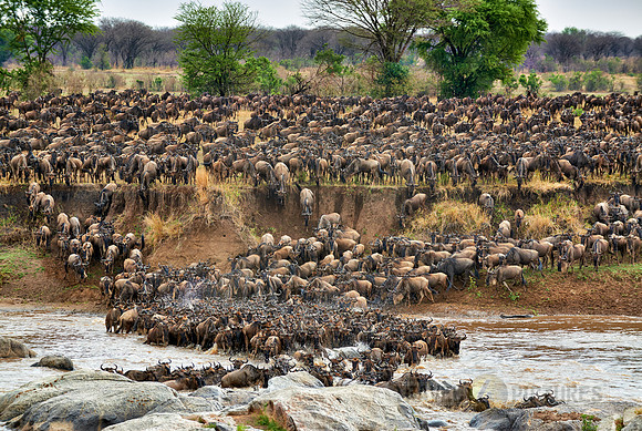 herd of wildebeest crossing Mara River