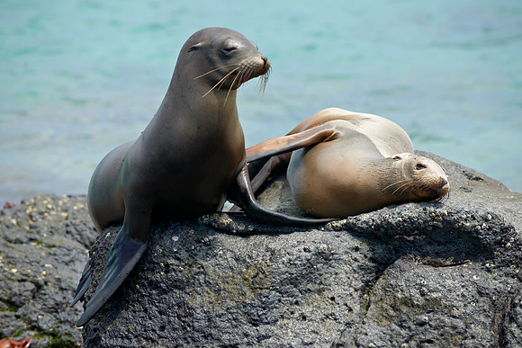 Galapagos Sea Lion