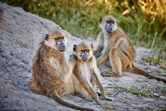 Chacma baboon