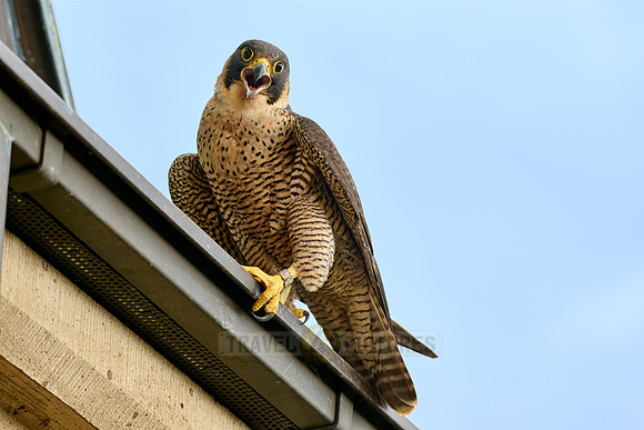 portrait female Peregrine Falcon on a church roof