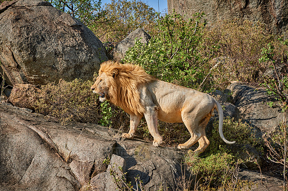 huge male lion on a kopje