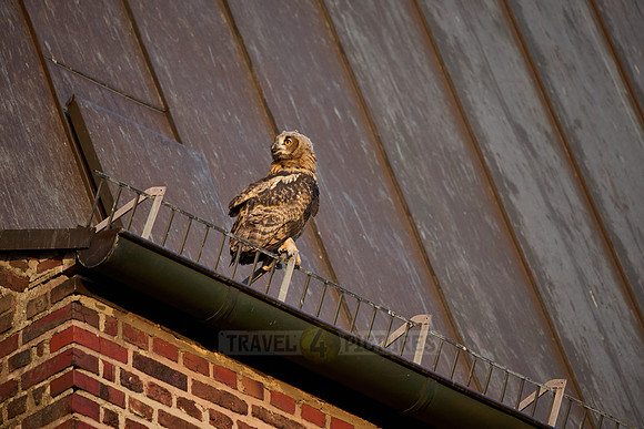 Eurasian eagle-owl (Bubo bubo), fledgling on a roof of a church