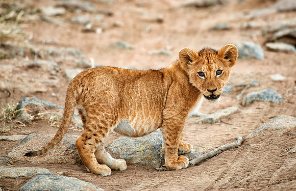 cute lion cub