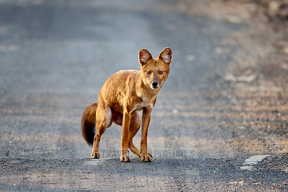 dhole (Cuon alpinus) or indian wild dog
