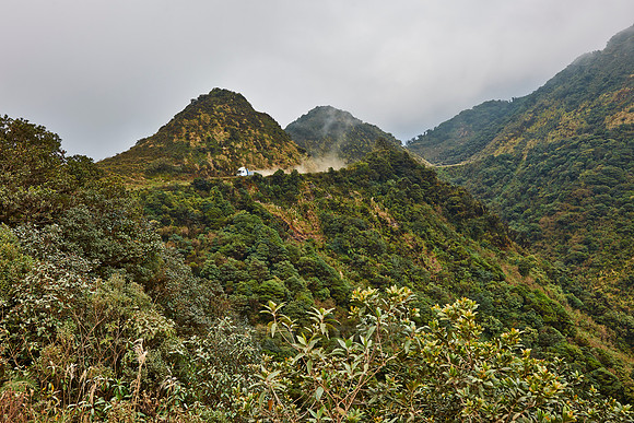 cloud forest of La Siberia