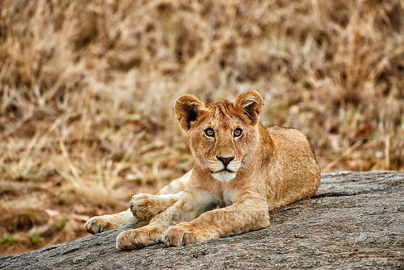 cute ​lion cub