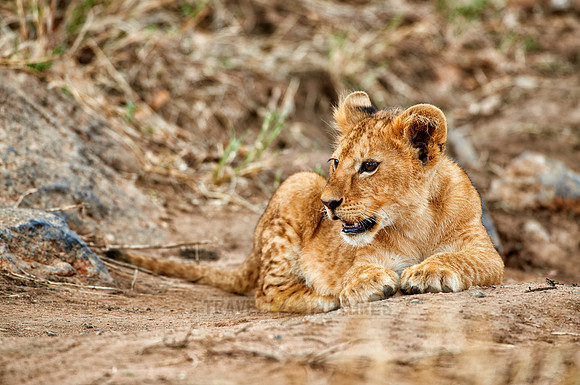 cute ​lion cub