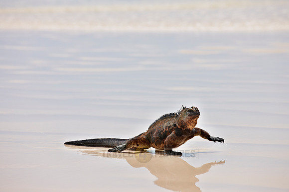 Marine Iguana on beach