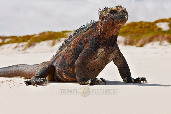 Marine Iguana on beach