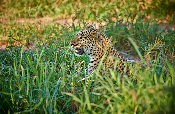 leopard (Panthera pardus)