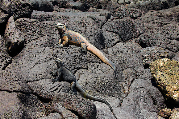 Marine Iguana on cliff