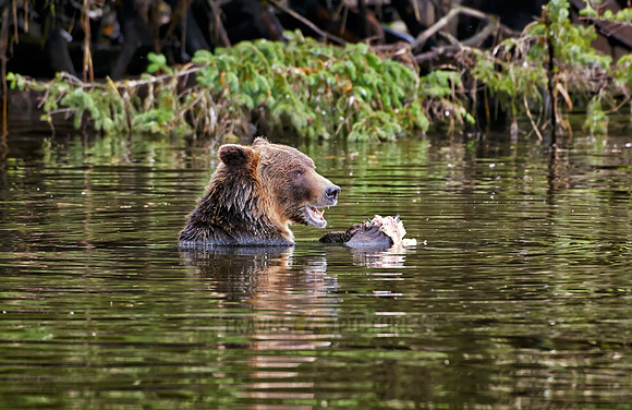 Grizzly bear at Knight Inlet
