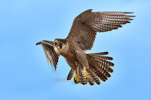 Peregrine Falcon in flight