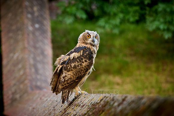 young Eurasian eagle-owl (Bubo bubo)| on a wall
