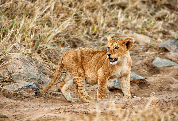 cute lion cub