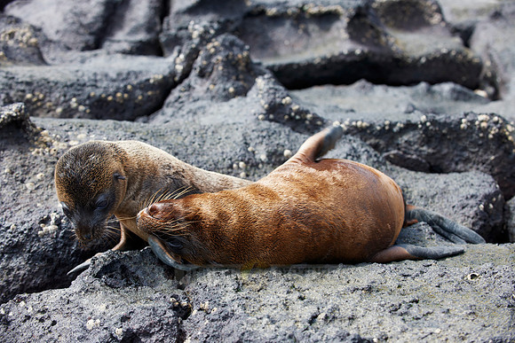 two young Galapagos Sea Lion