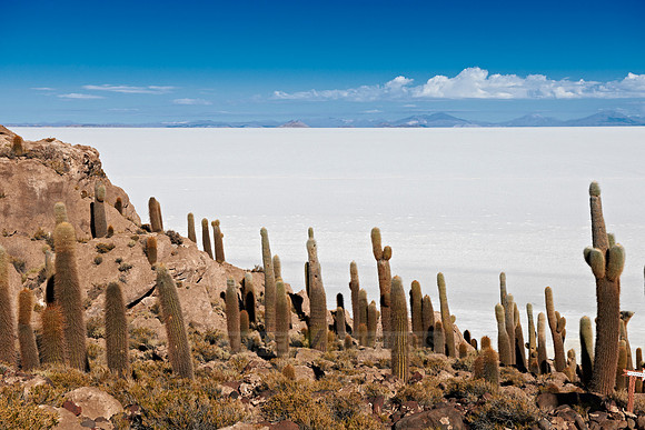 Inkahuasi Island, Salar de Uyuni