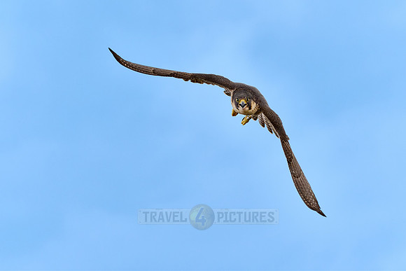 Peregrine Falcon in flight