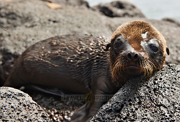 young Galapagos Sea Lion
