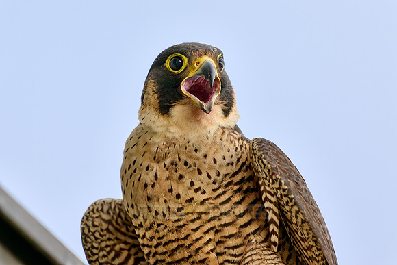portrait female Peregrine Falcon on a church roof
