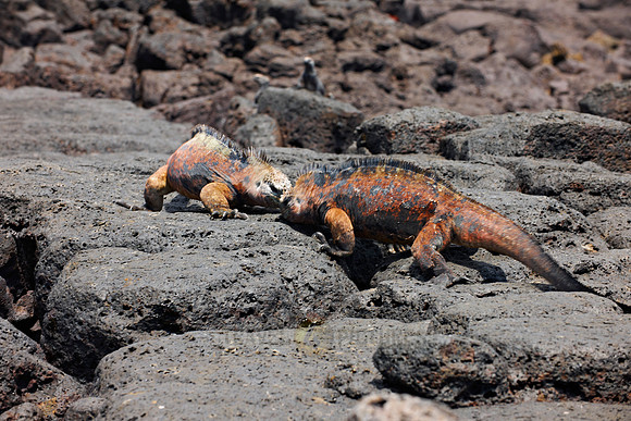 Marine Iguana on cliff