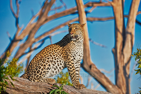 leopard (Panthera pardus)