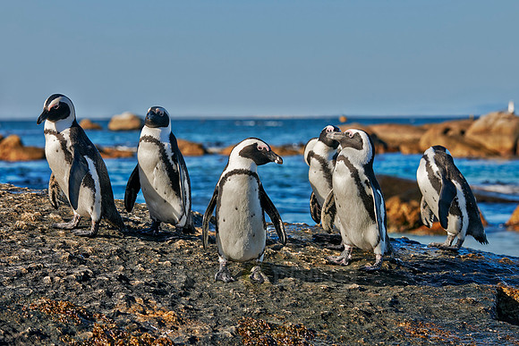 African Penguin