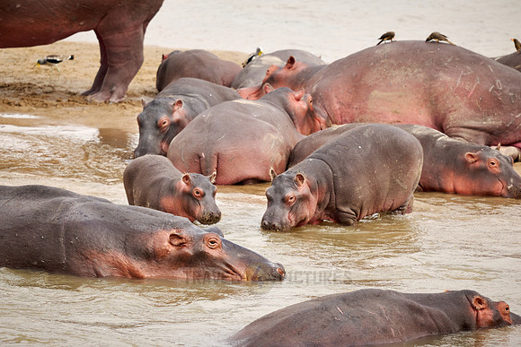herd of hippos (Hippopotamus amphibius) with babys in Luangwa river
