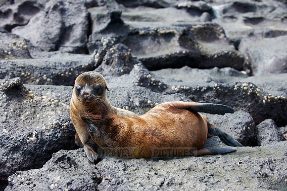 Galapagos-Seelöwe, Zalophus wollebaeki |Galapagos Sea Lion, Zalophus wollebaeki|