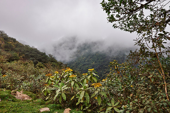 cloud forest of La Siberia