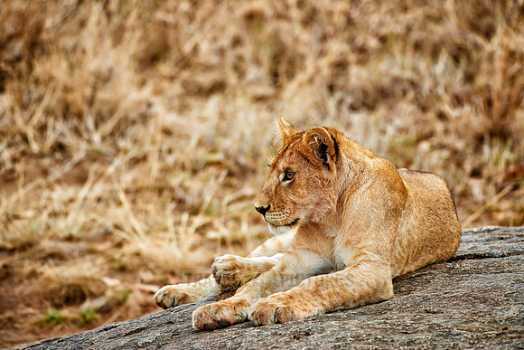 cute ​lion cub