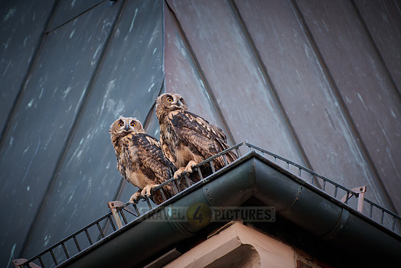 Eurasian eagle-owl (Bubo bubo), two fledglings on a roof