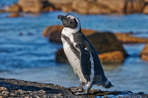 African Penguin