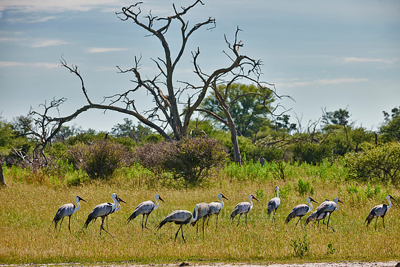 Wattled Crane