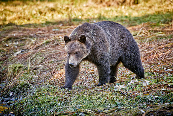 Grizzly bear at Knight Inlet