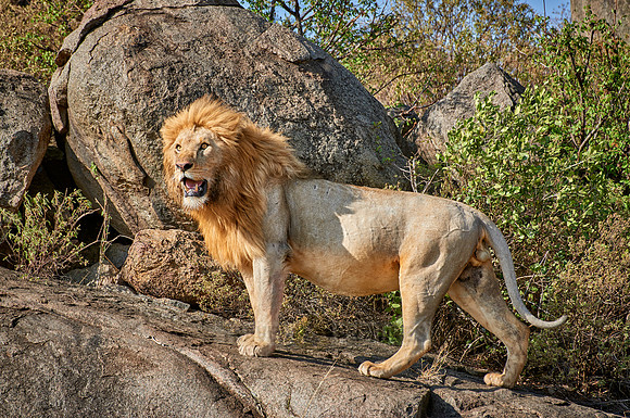 huge male lion on a kopje