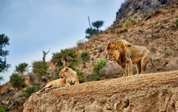 mating lions in Ngorongoro crater
