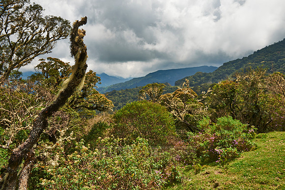 cloud forest of La Siberia