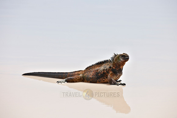 Marine Iguana on beach