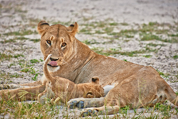 lioness with very young cub