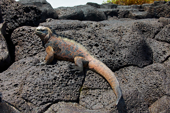 Marine Iguana on cliff