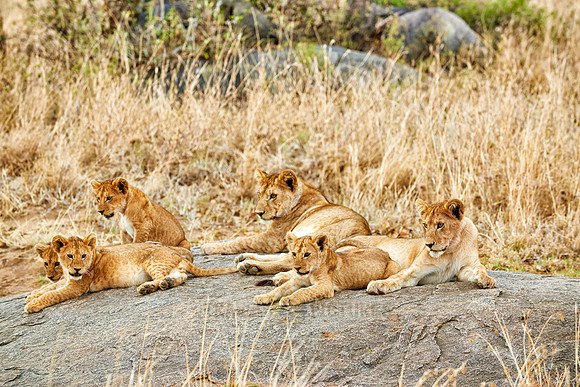 group of lion cubs