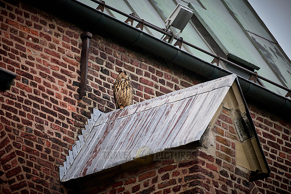Eurasian eagle-owl (Bubo bubo) on a roof
