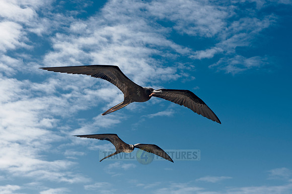 flying Frigatebirds
