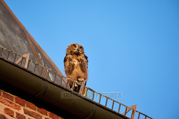 Eurasian eagle-owl (Bubo bubo), fledgling on a roof of a church