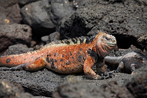 Marine Iguana on cliff