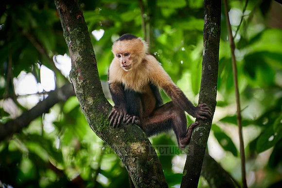 Panamanian white-faced capuchin (Cebus imitator)|