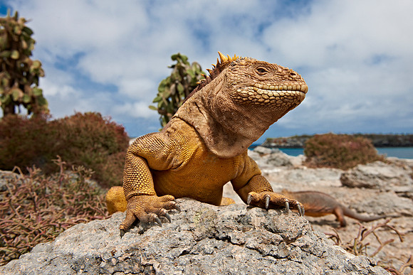 Galapagos Land Iguana